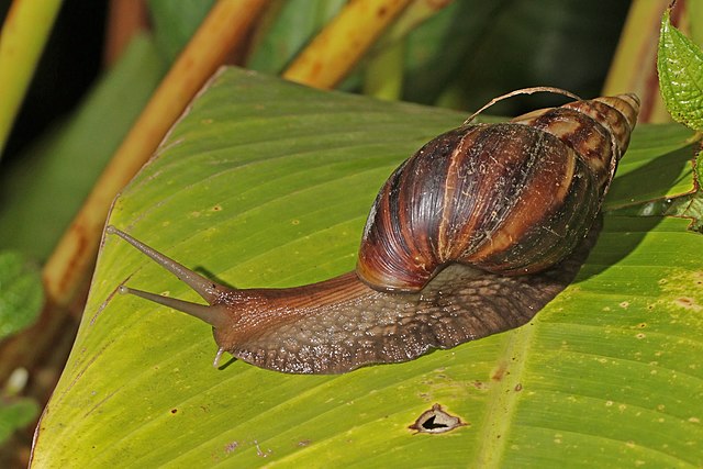 පරිසර සමතුලිතතාව වනසන ආගන්තුක ජීවීන්