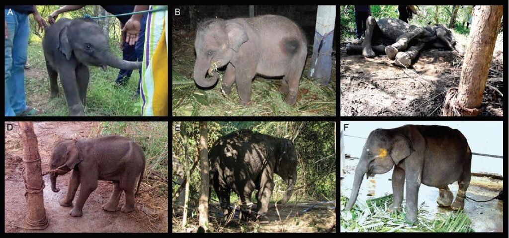 අලි පැහැරගෙන ගිය බවට සැක කෙරෙන පුද්ගලයන්ට  එම සතුන් ළඟ තබා ගැනීමට ඉඩ දීම සම්බන්ධව ලංකාවේ විරෝධයක්