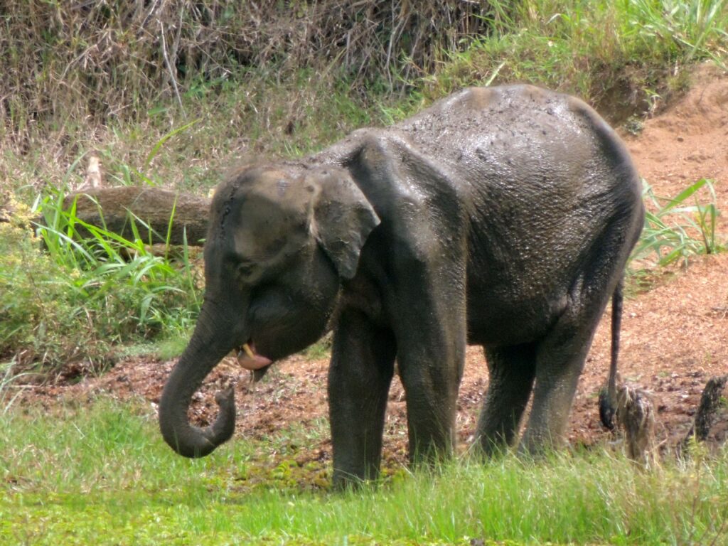 ශ්‍රී ලංකාවේ අලි ඇතුන්ට මාරාන්තික තර්ජනයක් වූ හක්කපටස්