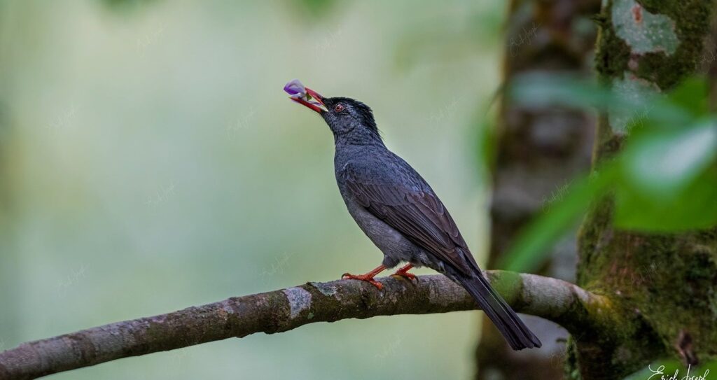 නව අධ්‍යයනයකින් දකුණු ආසියානු ගී කුරුල්ලන්ගේ ලොව පුරා ගමන් පෙළපත හෙළි වේ