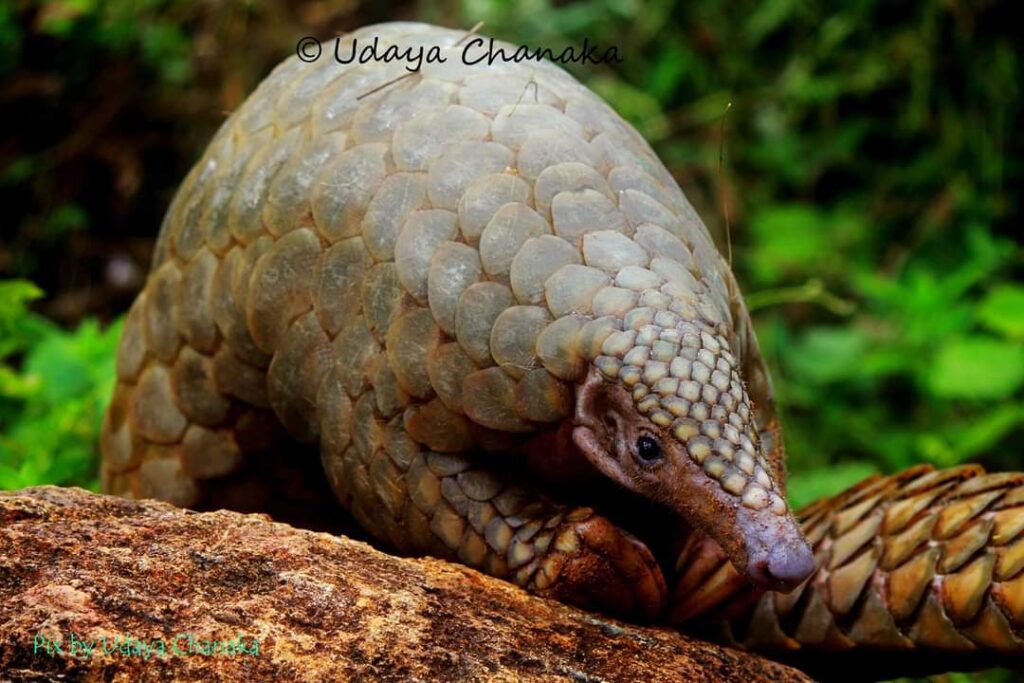 අපි නොදන්න ඈයා: කබල්ලෑවන් ජාවාරම සහ මෙරට නීතිමය පසුබිම