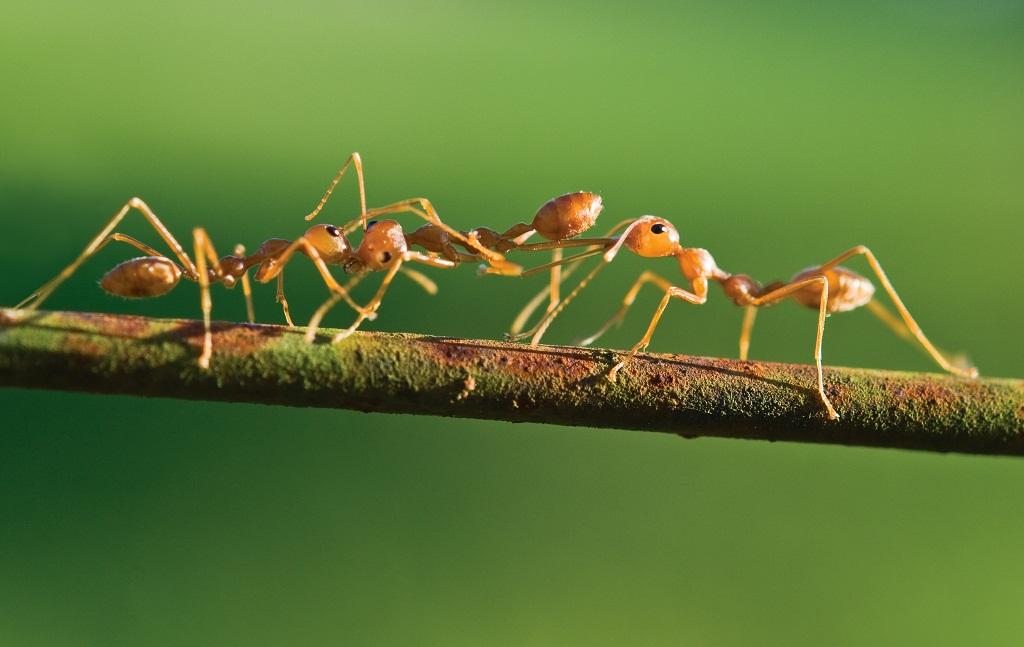 පෘථිවියේ කුහුඹුවන් කී දෙනෙක් ජීවත් වෙනවාද? ￼